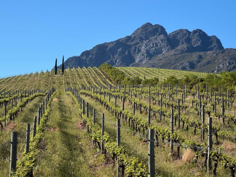 Rondekop at Oldenburg vineyards